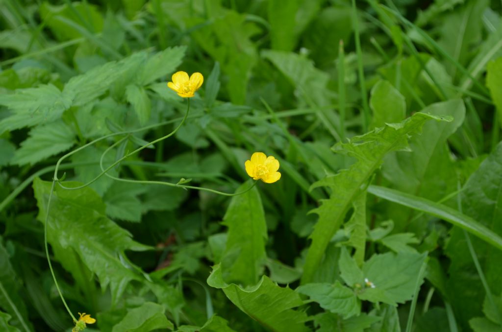 Ranunculus da specificare